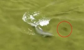 Cận cảnh cá heo rượt đuổi con mồi ở vịnh Florida