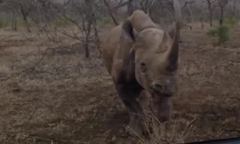 Video: Tê giác bất ngờ húc thẳng vào ô tô khiến tài xế được 1 phen “thất kinh“