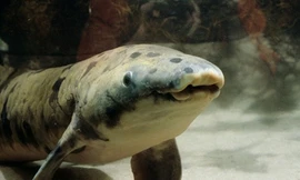 Loài cá 'hóa thạch sống' tồn tại nhiều năm không cần nước