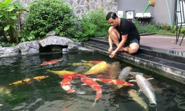  Đàn cá Koi bạc tỷ 'độc nhất vô nhị' Việt Nam của đại gia TP.HCM