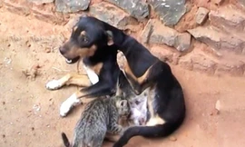 Tình mẫu tử giữa chó mẹ và mèo con mồ côi ở Kenya