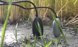 Trồng lúa bằng công nghệ blockchain đầu tiên trên thế giới