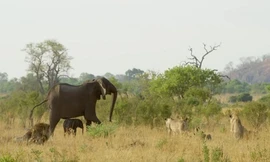 Voi mẹ đánh bại đàn sư tử để cứu con thoát chết