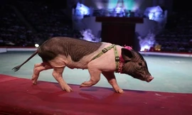 Độc đáo xiếc lợn ở Việt Nam