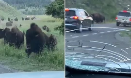 Bò rừng tràn xuống đường, húc nứt kính ôtô