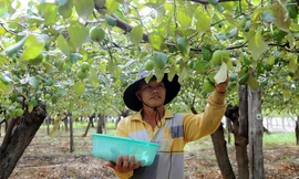 Nông dân thu tiền tỷ nhờ vây lưới trồng táo