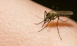 Bị muỗi đốt, bé gái 7 tuổi lên cơn co giật mất trí