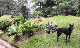 Hà Nội: Chó thả rông 'chiếm lĩnh' vỉa hè, không gian công cộng