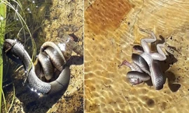 Rắn nước dìm chết ếch trâu để nuốt chửng
