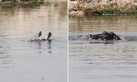 Hà mã mẹ đuổi bầy cá sấu sông Nile để bảo vệ xác con