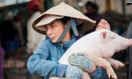 Thích thú với nghề 'bồng heo' độc nhất vô nhị ở Quảng Nam