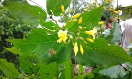 Hái lá ngón nấu canh, 4 người suýt mất mạng