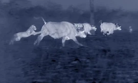 Cuộc chiến trong bóng tối giữa đàn sư tử và bầy trâu rừng