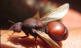 Đặc sản kiến 'mông to' chỉ có một ngày mỗi năm