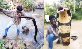 Clip: Nghẹt thở xem người đàn ông bắt hổ mang chúa khổng lồ dưới suối