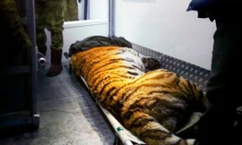 Cận cảnh ‘Chúa sơn lâm’ tìm người cầu cứu sau khi bị thương