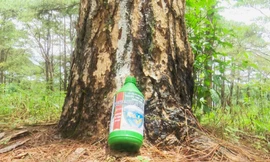 Mục kích hơn 600 gốc thông bị đầu độc tinh vi ở Đắk Nông