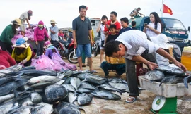 Cận cảnh mẻ cá bè, đỏ củ trị giá hơn nửa tỷ ở cảng Lý Sơn