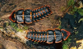 Phát hiện loài bọ quý hiếm nửa thế kỷ mới gặp một lần ở Singapore