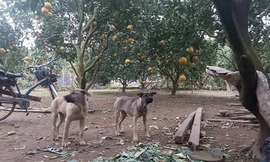 Video: Thả chó, rào thép gai, lắp camera canh trộm bưởi Diễn ở Hà Nội