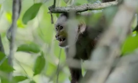 Khỉ con mắc kẹt trong cuộc kịch chiến giữa hai thủ lĩnh đầu đàn