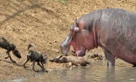 Hà mã thừa cơ cướp mồi của bầy chó hoang