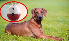 Bị chó cắn, nam sinh chế tạo thiết bị đuổi chó cực kỳ hiệu quả