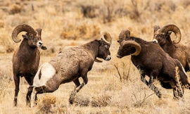 Cuộc chiến khốc liệt giành quyền giao phối ở cừu sừng lớn