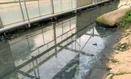 Dùng công nghệ Nhật: Sông Tô Lịch nước trong, nhìn rõ đáy bùn đang phân huỷ