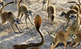 Loài cầy sinh tồn thành công trên sa mạc nhờ sức mạnh tập thể