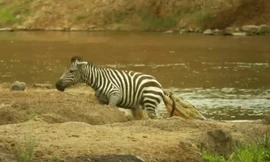 Mẹ con ngựa vằn thoát hàm cá sấu trong gang tấc