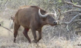 Bị bầy linh cẩu bao vây cắn xé, trâu rừng bất lực quỵ ngã