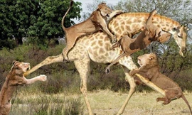 Hươu cao cổ một mình chống lại cả đàn sư tử