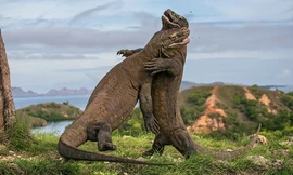 Thiên đường của rồng komodo ở Indonesia