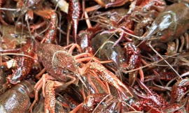 Cảnh sát thu 50 kg tôm hùm đất nhập lậu giấu trên ôtô