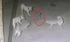 Đàn chó liều chết hiệp lực tấn công rắn hổ mang để bảo vệ chủ