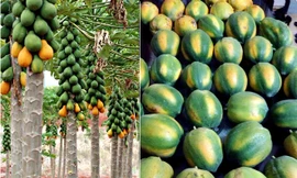 Trồng đu đủ 4 mùa, thu lãi 50 triệu đồng/tháng