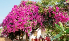 Cây hoa giấy khổng lồ, tuyệt đẹp 'có một không hai' trên đảo Lý Sơn