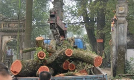 Clip: Cây sưa đỏ trăm tỷ ở Hà Nội bị chặt hạ