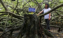 Cây gừa cổ thụ hàng nghìn nhánh ở Cần Thơ