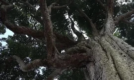 Cây trinh nam quý hiếm vẫn xanh tươi sau 1.300 năm