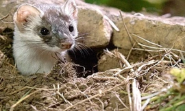 Loài chồn chuyên diệt chuột giúp nông dân Mỹ