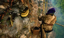 Thót tim người dân treo mình trên vách núi lấy mật ong rừng ở Nepal