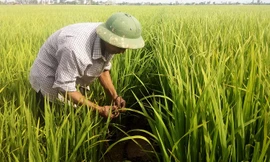 Chuyện lạ ở Hải Dương: Lôi nhau ra tòa vì bẫy chuột không chết