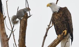 Sóc xám đọ mắt với đại bàng đầu trắng hơn 10 phút