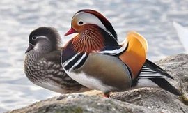 Cặp vịt 'độc' giá hơn 10 triệu được săn lùng làm quà Valentine