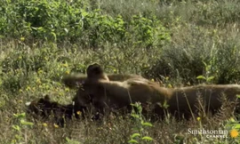 Kết cục khó tin khi linh dương đầu bò con tưởng sư tử là mẹ