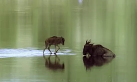 Linh dương mẹ mắc kẹt, con non một mình đối phó sư tử