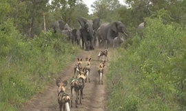 Bầy chó hoang chạy biến khi đụng phải 'bức tường voi'