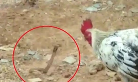 Gà trống tấn công rắn hổ mang bảo vệ con